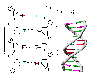 Nucléotides composant les brins d'ADN
